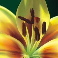 Схема вышивки «лилия»