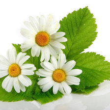 Схема вышивки «№332839»