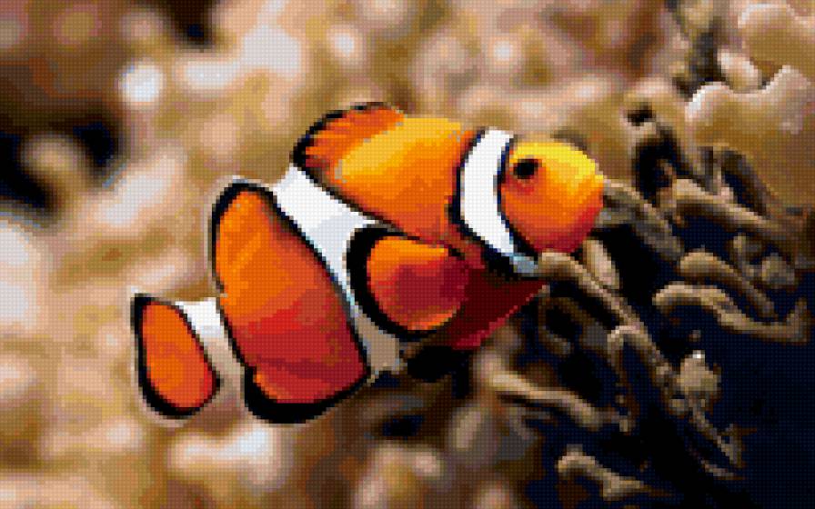 рыбка - рыбка, кораллы - предпросмотр