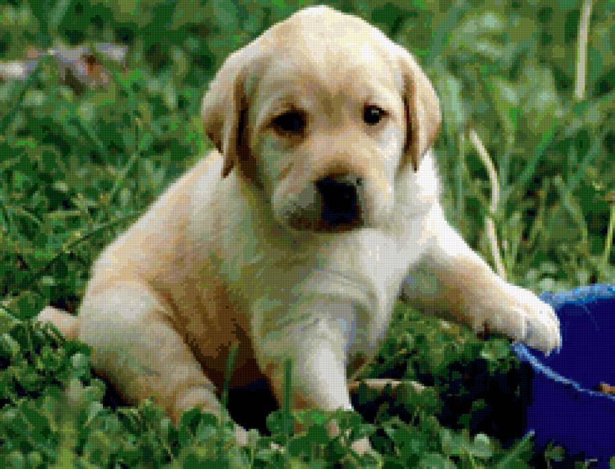 щенок - трава, щенок, лето - предпросмотр