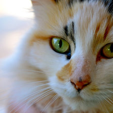 Схема вышивки «взгляд»