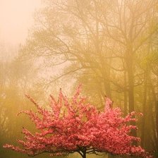 Схема вышивки «Цветущее дерево»