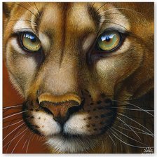 Схема вышивки «взгляд пумы»