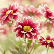 Схема вышивки «№333106»