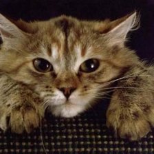 Схема вышивки «кошка»