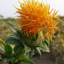 Схема вышивки «Сафлор»