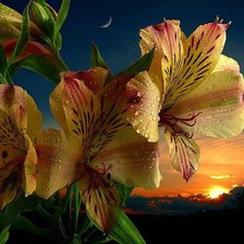 Схема вышивки «лилии»