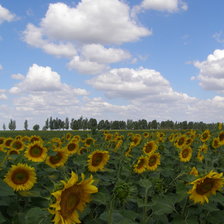 Схема вышивки «мои подсолнухи»