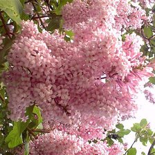 Схема вышивки «цветы»