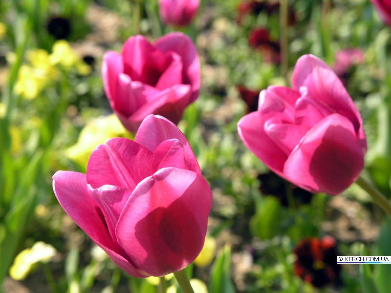 тюльпаны - цветы, тюльпанц, цветник - оригинал