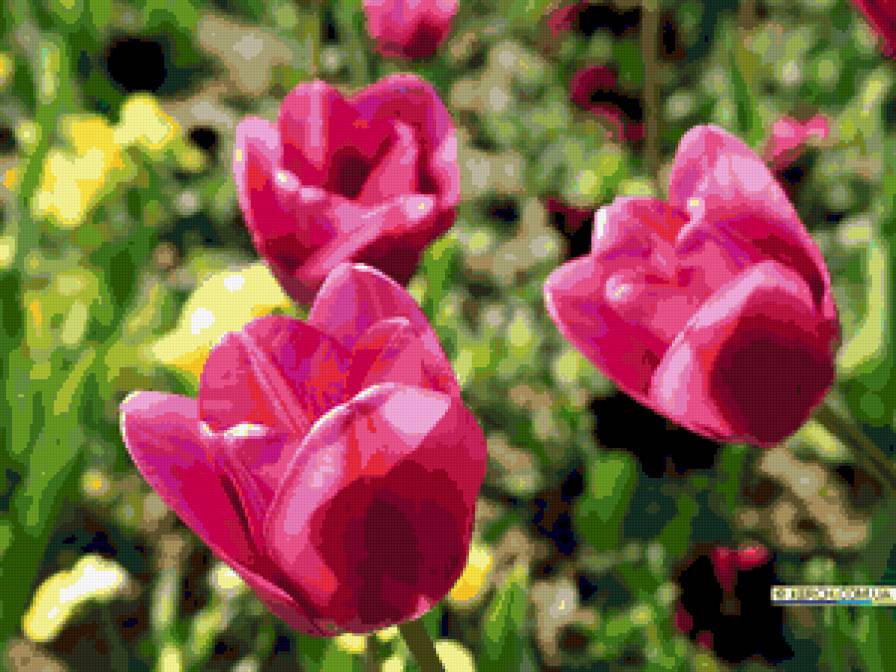 тюльпаны - цветник, тюльпанц, цветы - предпросмотр