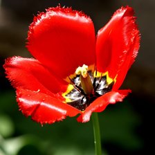 Схема вышивки «тюльпан»