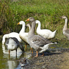 Схема вышивки «птицы»