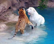 Схема вышивки «два тигра»