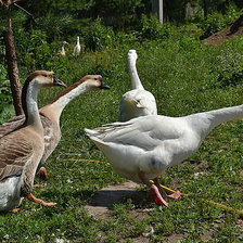Схема вышивки «птицы»