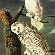 Схема вышивки «Полярные совы»