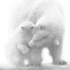 Схема вышивки «Белые мишки.»