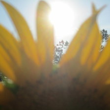 подсолнухи