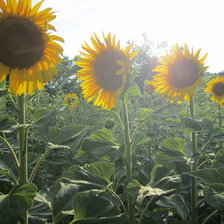 Схема вышивки «подсолнухи»