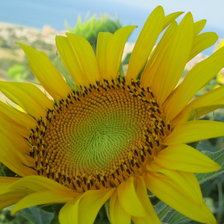 подсолнухи