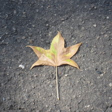 Схема вышивки «кленовый листочек»