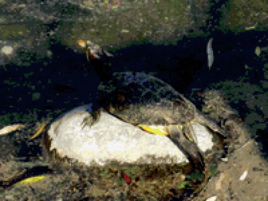 черепаха - животные - предпросмотр