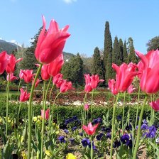 Схема вышивки «тюльпаны»