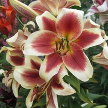 Схема вышивки «лилии»