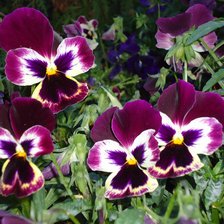 Схема вышивки «анютины глазки»