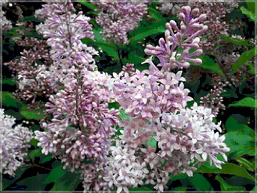 сирень - цветник, сады, весна, сирень, цветы - предпросмотр