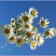 Схема вышивки «ромашки»