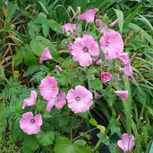 Схема вышивки «№333902»