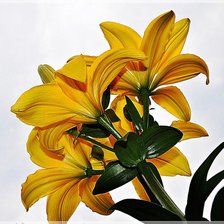 Схема вышивки «лилии»