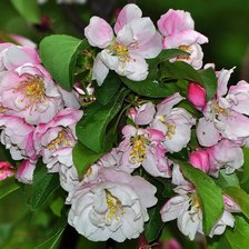 Схема вышивки «весна»