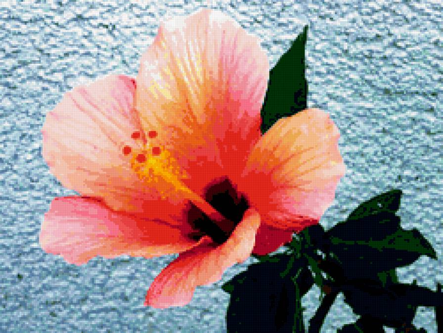 гибискус - гибискус, цветы - предпросмотр