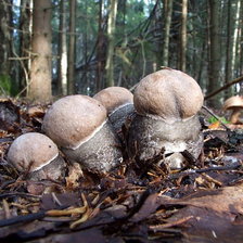 Схема вышивки «№333942»