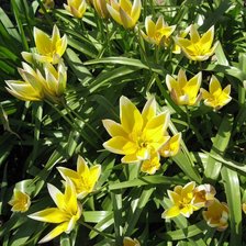 Схема вышивки «№333944»