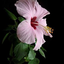 Схема вышивки «гибискус»