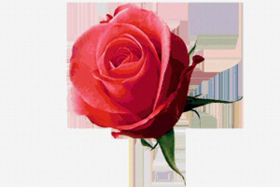 роза - роза, розы, цветок, цветы - предпросмотр