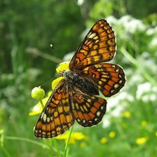 Схема вышивки «Шашечница.»