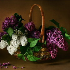 корзина с серенью