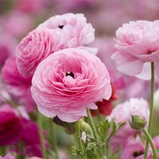 Схема вышивки «Цветы»