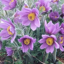 Схема вышивки «Цветы»