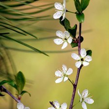 Схема вышивки «первая любовь»