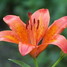 Схема вышивки «лилия»