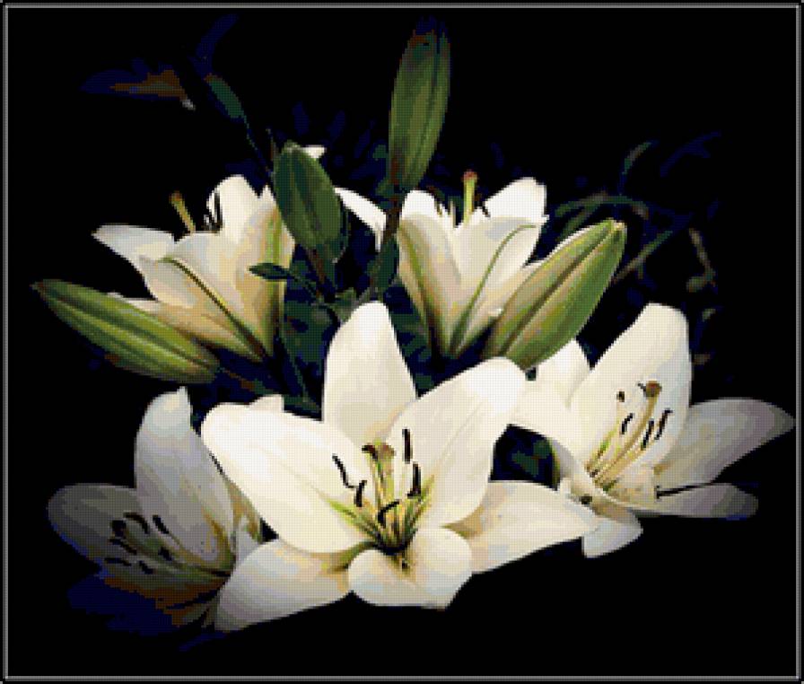 лилии - на черном, цветы, лилии - предпросмотр