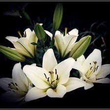 Схема вышивки «лилии»