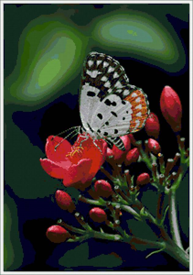 №334171 - бабочки, цветы, насекомые, бабочка - предпросмотр