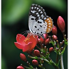 Схема вышивки «№334171»