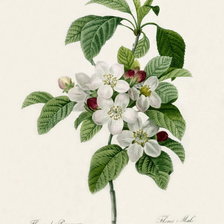 Схема вышивки «№334465»